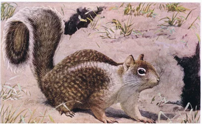 Ardilla terrestre de California vive bajo tierra y es una excelente excavadora